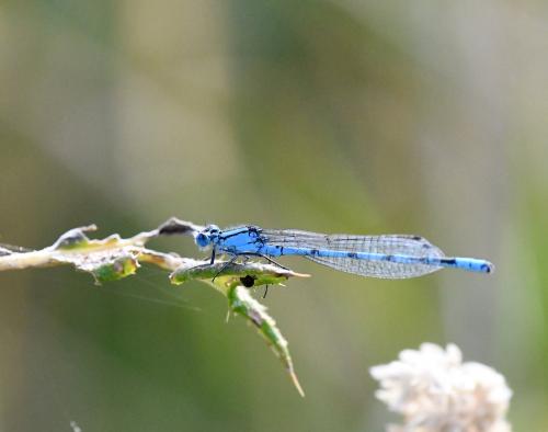 Enallagma cyathigerum